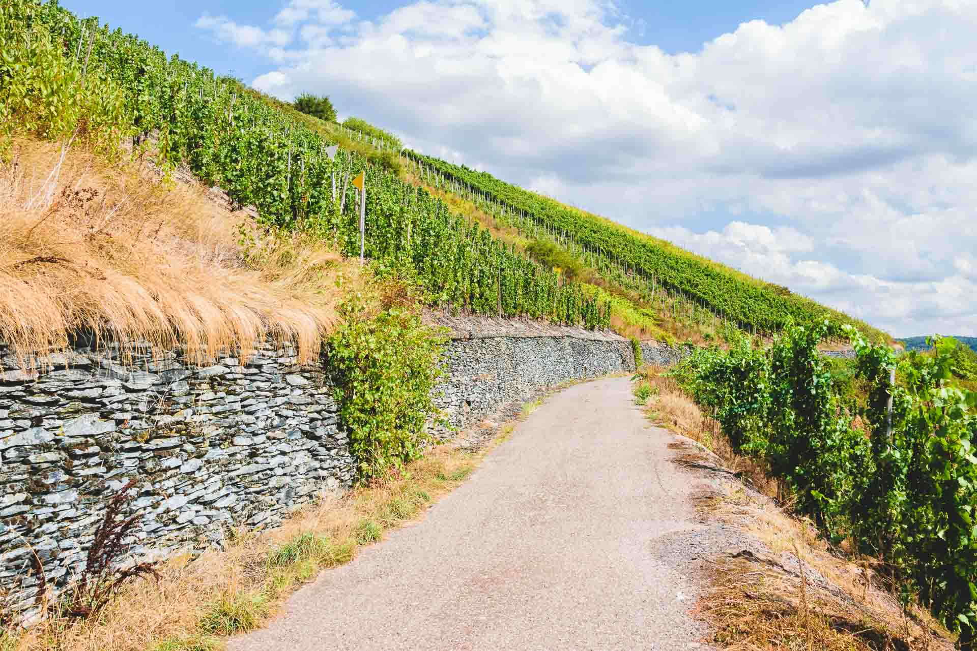 Weg im Weinberg Lörscher Zellerberg. Am Himmel sind Wolken.