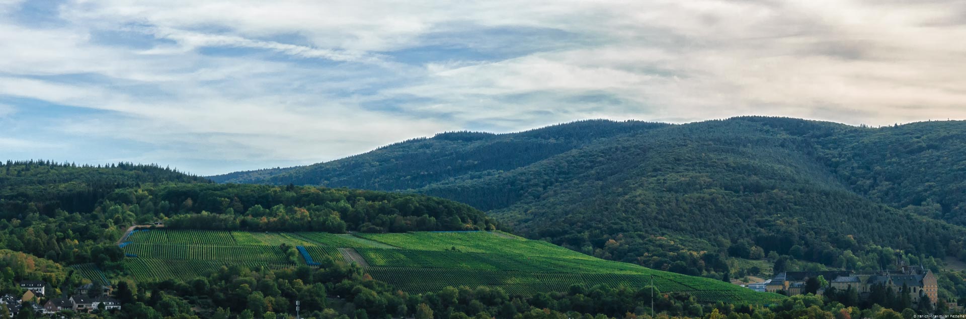 Weinberg inmitten von bewaldeten Hügel mit einigen Häusern am Rand und bewölktem Himmel