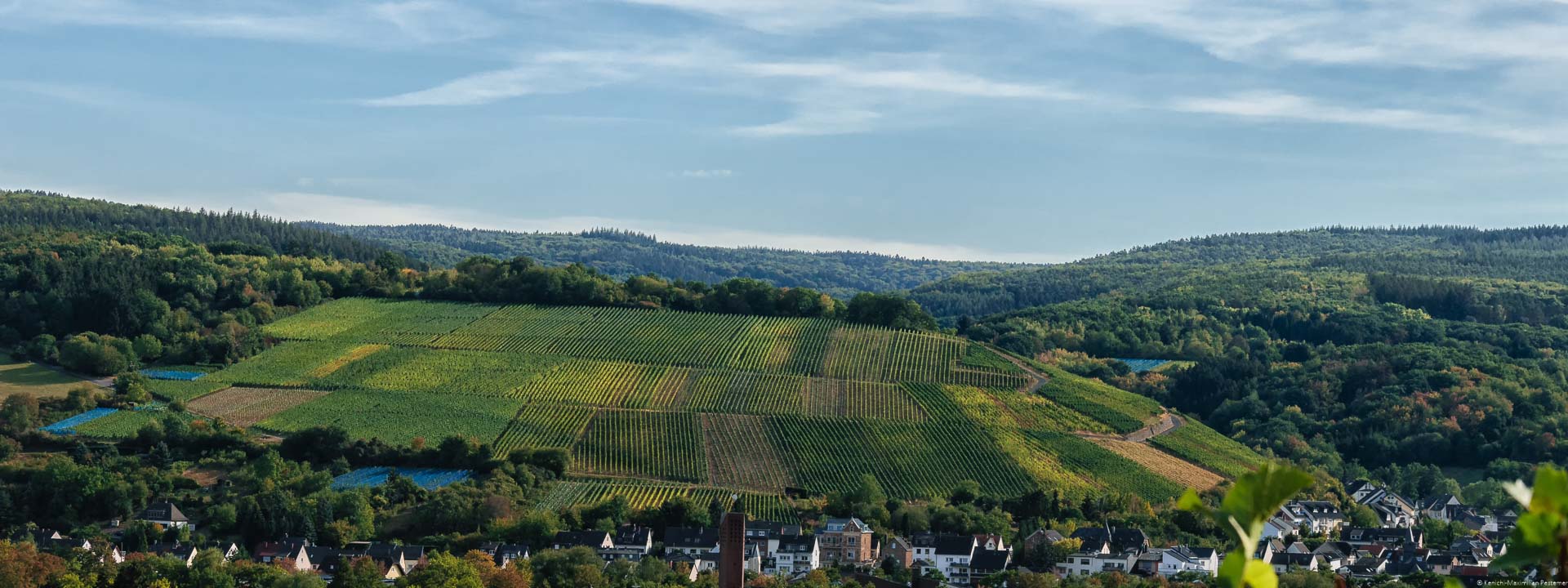 Mit den Trauben des Karlskopfes werden Rotweine hergestellt