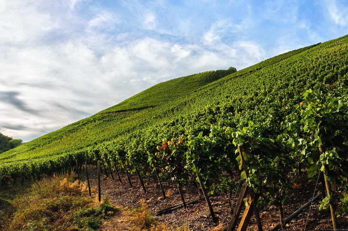 Diese Rotweinreben des steilen Weinbergs Marienthaler Jesuitengarten blicken direkt in die Sonne des Ahrtals. Oben ist ein bewölkter Himmel.