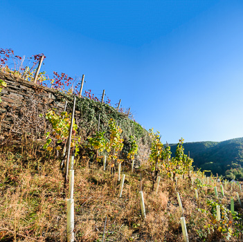 Neu angepflanzte Reben auf Weinberg in Marienthal
