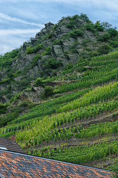 Der Mayschosser Laacherberg ist ein Weinberg nahe am Fluss, an dem vor allem Spätburgunder angebaut wird