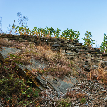 Trockenmauer aus Schiefer und Grauwacke am Recher Herrenberg