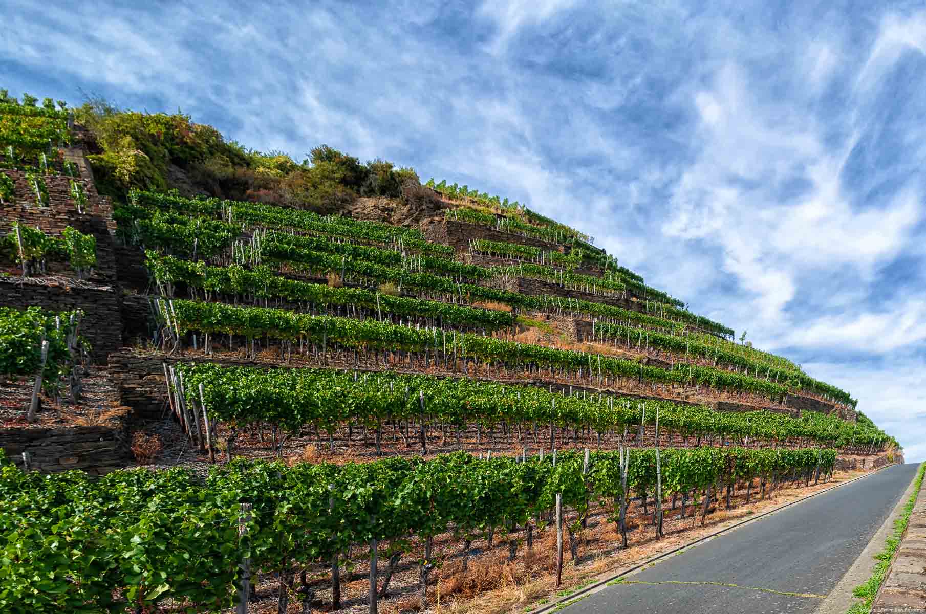 Der Weinberg Walporzheimer Kräuterberg in der Region Ahr wird auf Terrassen bewirtschaftet. Vorner verläuft eine Straße. Oben ist leicht bewölkter Himmel