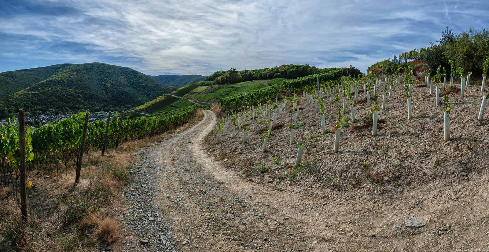 Der Weg führt in den Weinberg Walporzheimer Pfaffenberg. Oben ist bewölkter Himmel.