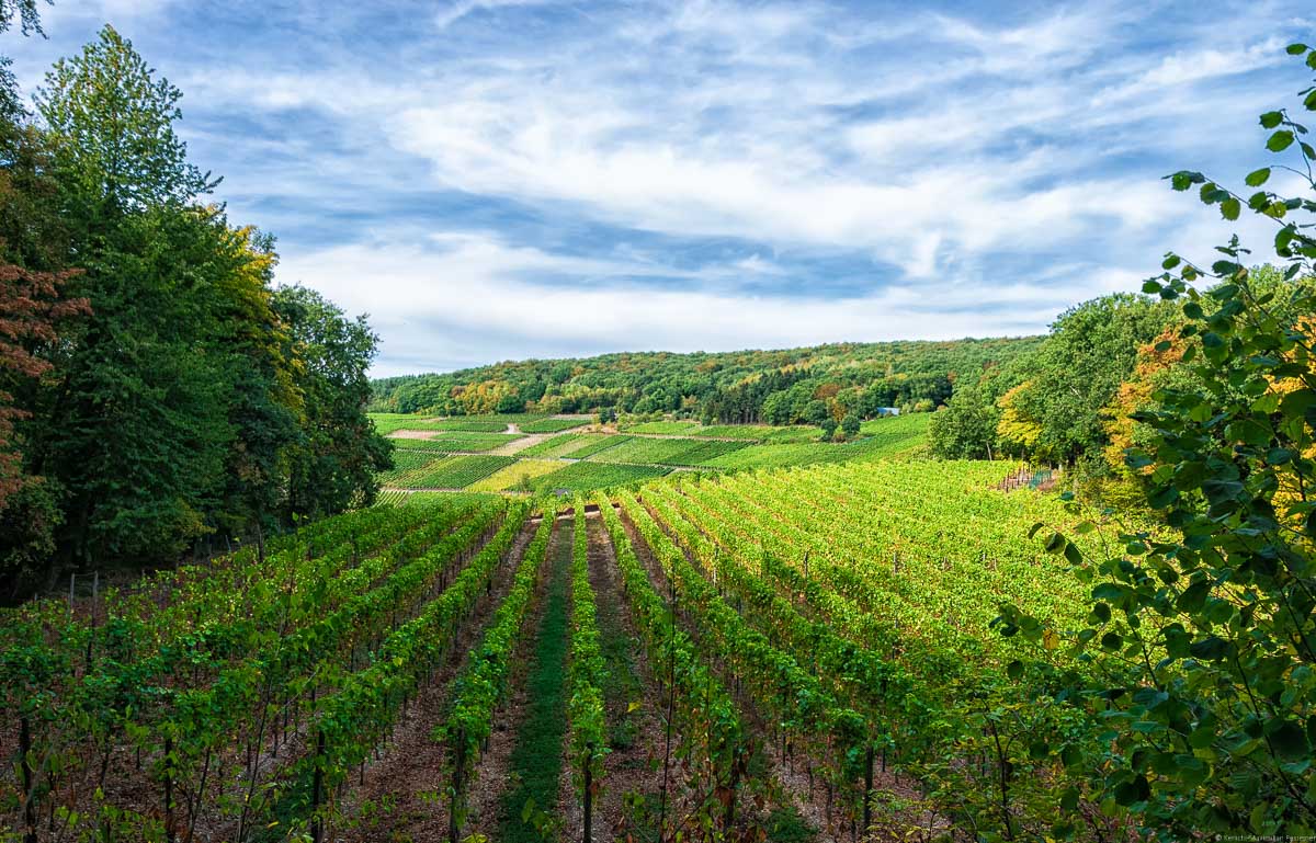 Dieser Teil des Weinberges Walporzheimer Pfaffenberg befindet sich mitten im Wald.