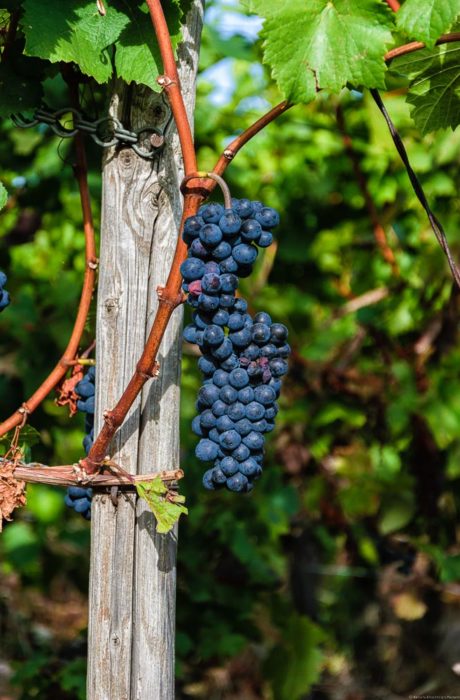 Dies Spätburgunder-Trauben scheinen für Ahrwein geeignet zu sein