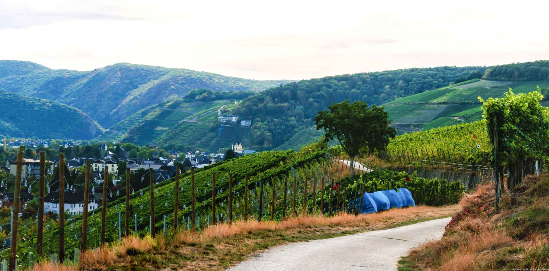 Weinberg Ahrweiler Forstberg am Rande des Tales