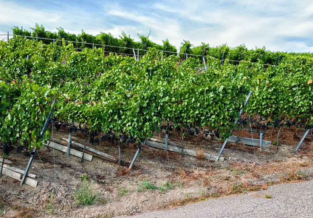 Weg, Weinberg Ahrweiler Forstberg und bewölkter Himmel