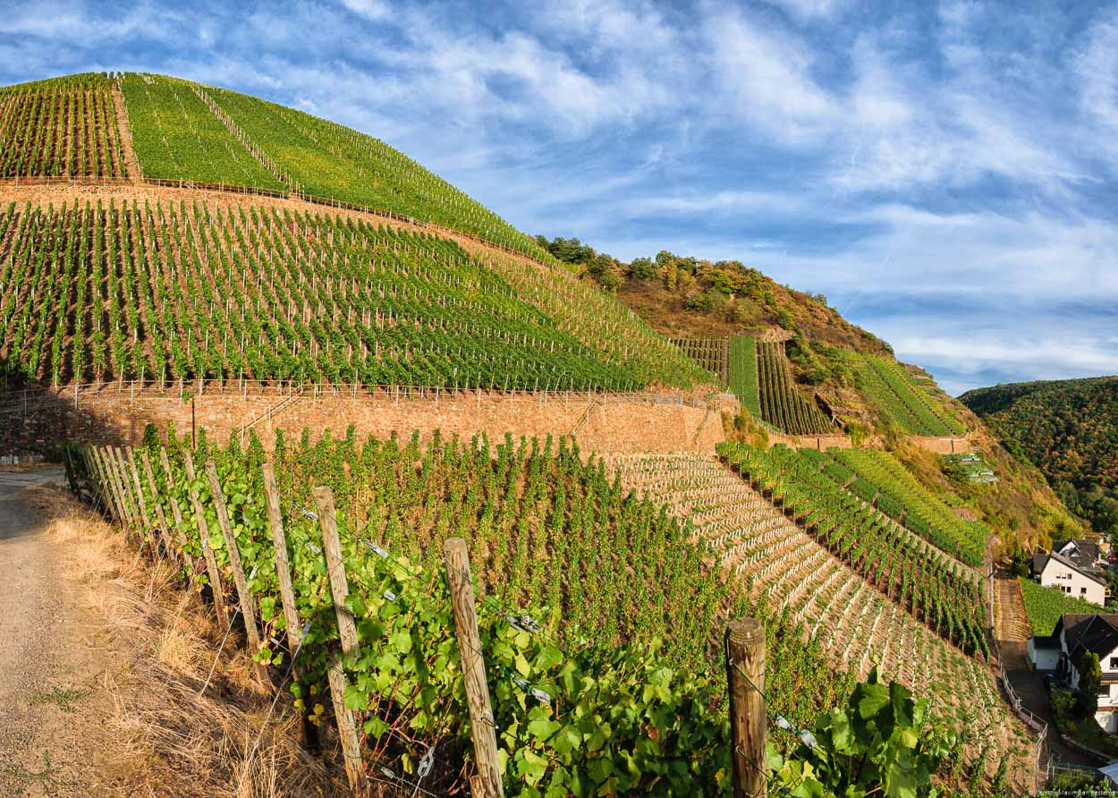 An dieser Stelle im Ahrtal findet man im Weinberg Dernauer Pfarrwingert einige der steilsten Parzellen für Spätburgunder.