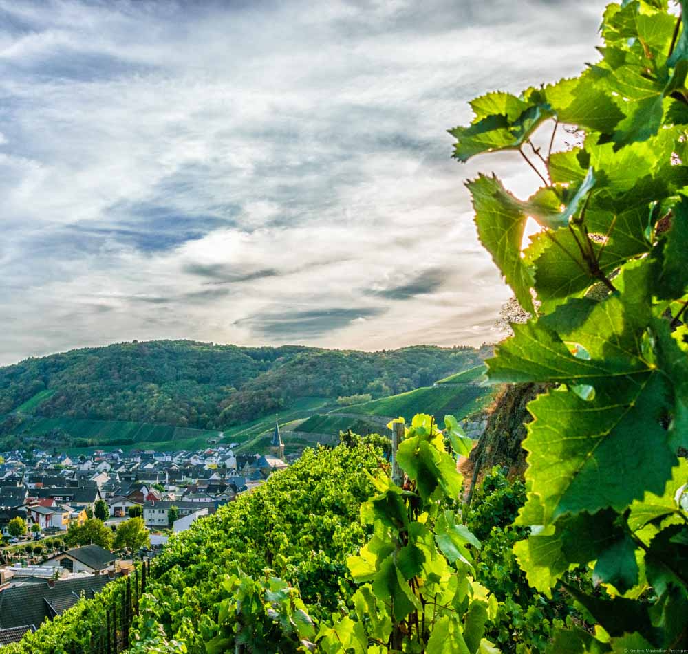 Der Ahrtaler Ort Dernau liegt mitten in einem Amphitheater von Weinbergen eingekreist. Bei dem Weinberg handelt es sich um den Dernauer Pfarrwingert.