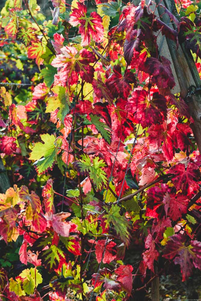 Reben im Herbst mit bunten bis roten Blättern in Walporzheim im Ahrtal