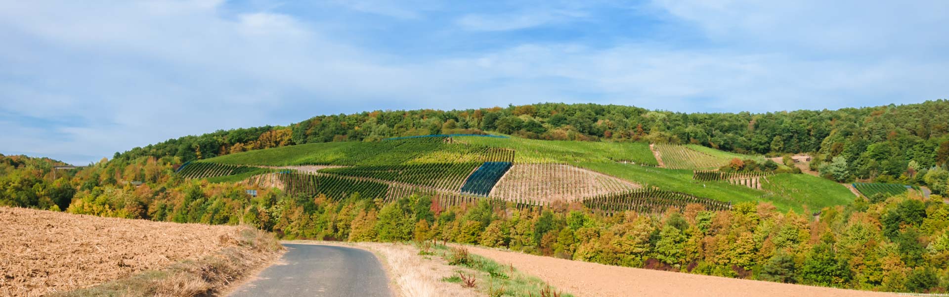 Dieser Weinberg bei Bad Neuenahr liegt am Rande des Weinanbaugebietes