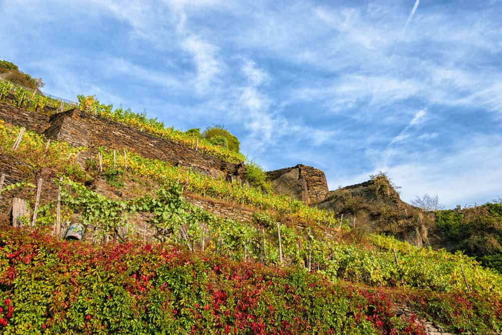 Hier sieht man wie die einzelnen Ebenen des Weinbergs Marienthaler Jesuitengarten durch Trockenmauern getrennt sind