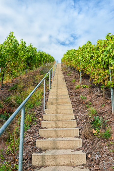 Schmale Treppe mit Geländer auf der linken Seite führt den steilen Weinberg von unten nach oben hinauf; Frontalansicht; Wolken am Himmel