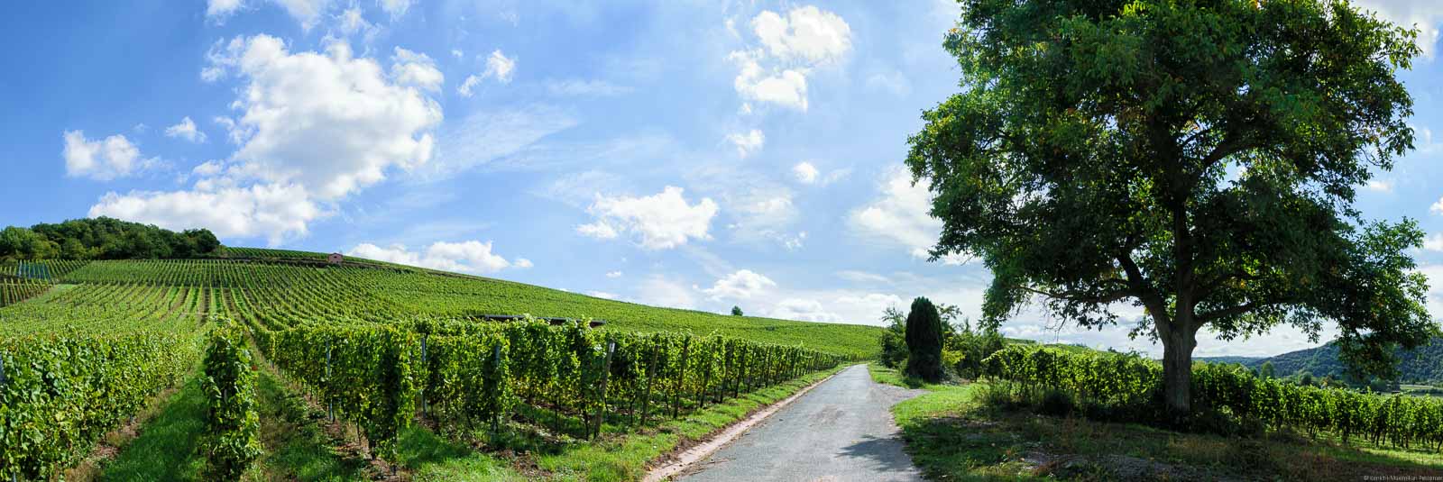 Klassische Saarweine werden aus Riesling-Trauben hergestellt. Solche Reben sieht man auf dem Bild rechts und links vom Weg in der Mitte des Bildes. Der Weinberg ist als Filzener Herrenberg bekannt. Am rechten Wegrand steht ein Baum. Über dem Weinberg sind Wolken am blauen Himmel.