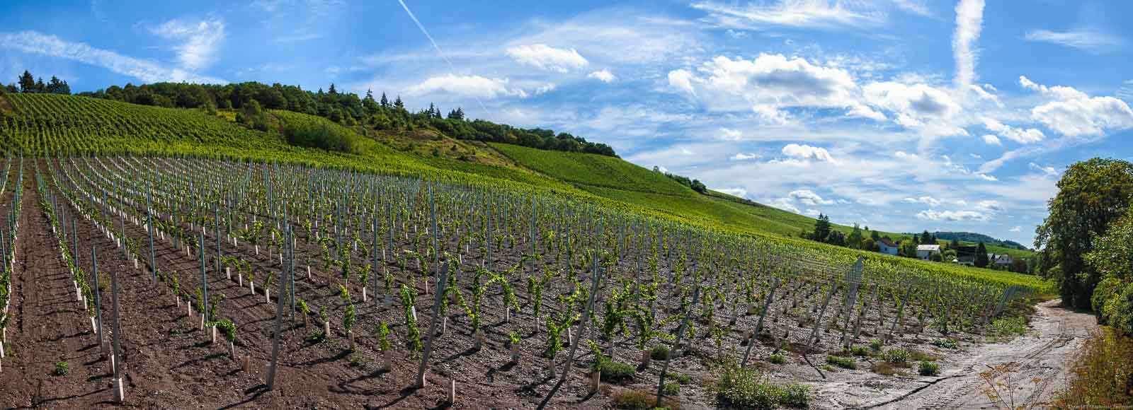 Auf dem Bild erkennt man einen neu bestockten Weinberg im Filzener Pulchen. Die jungen Riesling-Reben sind mitten im Wachstum.