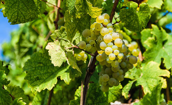 Gold-gelbe Traube an Rebe mit vielen grünen Blättern