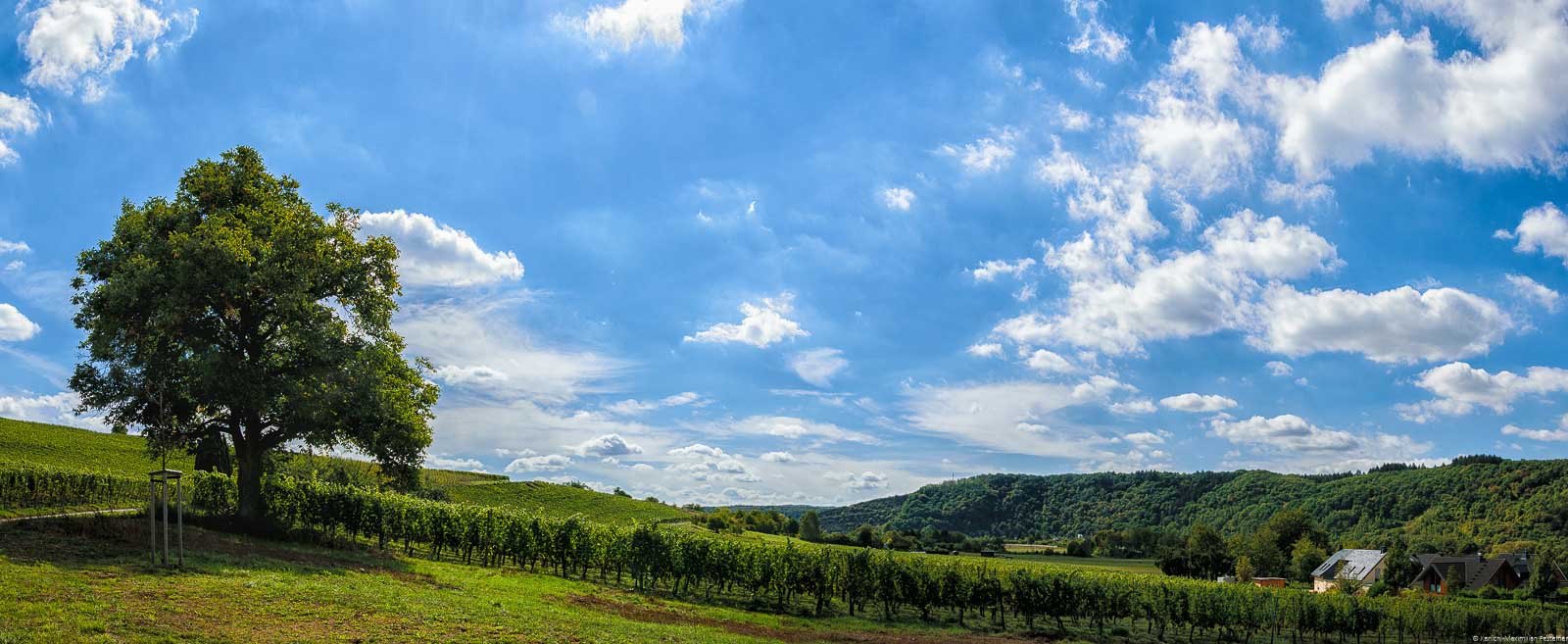 Wie der Name schon sagt, liegt der Weinberg Filzener Unterberg am unteren Ende des Hanges direkt neben dem Ort