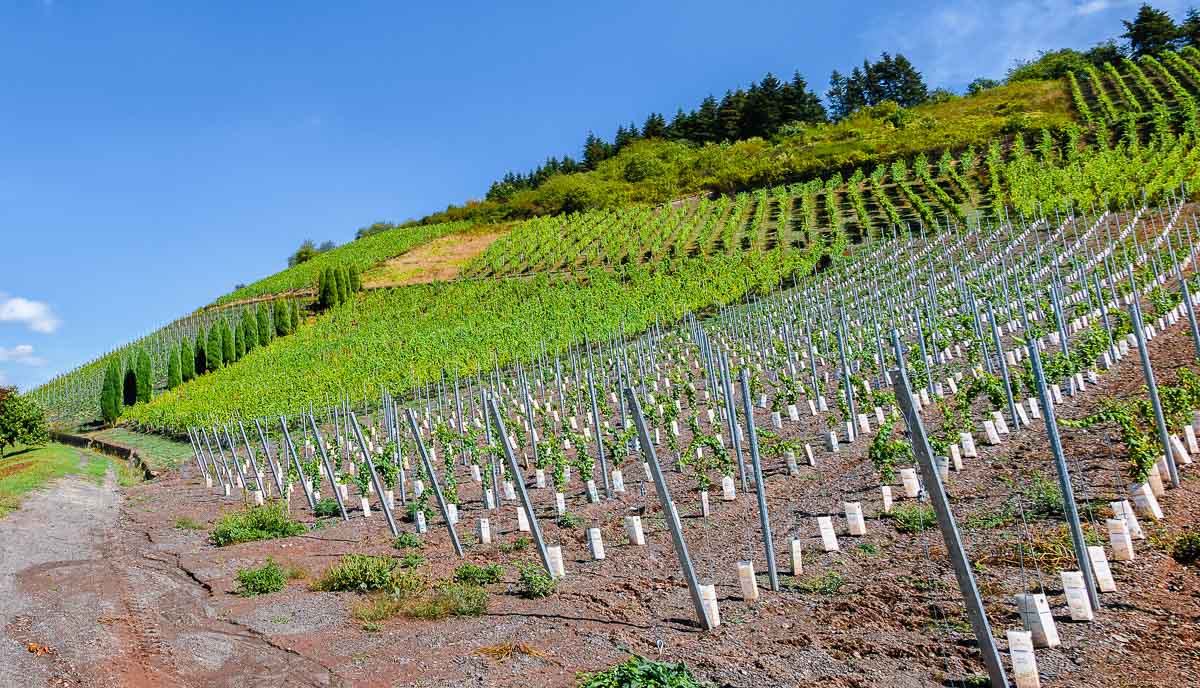 Vorne befindet sich ein neu angelegter steiler Weinberg im Filzener Urbelt. Oben ist klarer Himmel.