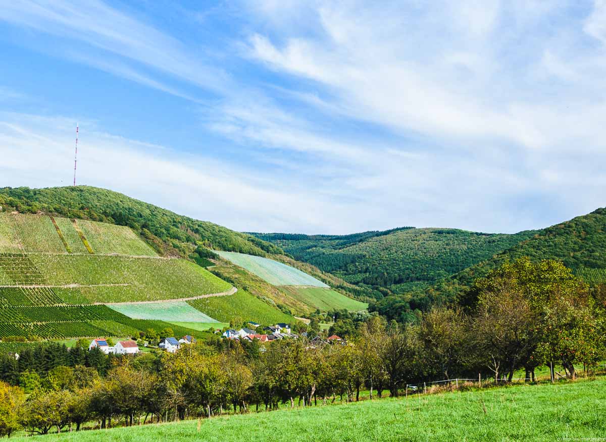 Vorne sind Bäume. Auf der linken Seite befindet sich der steile Weinberg Ockfener Geisberg.