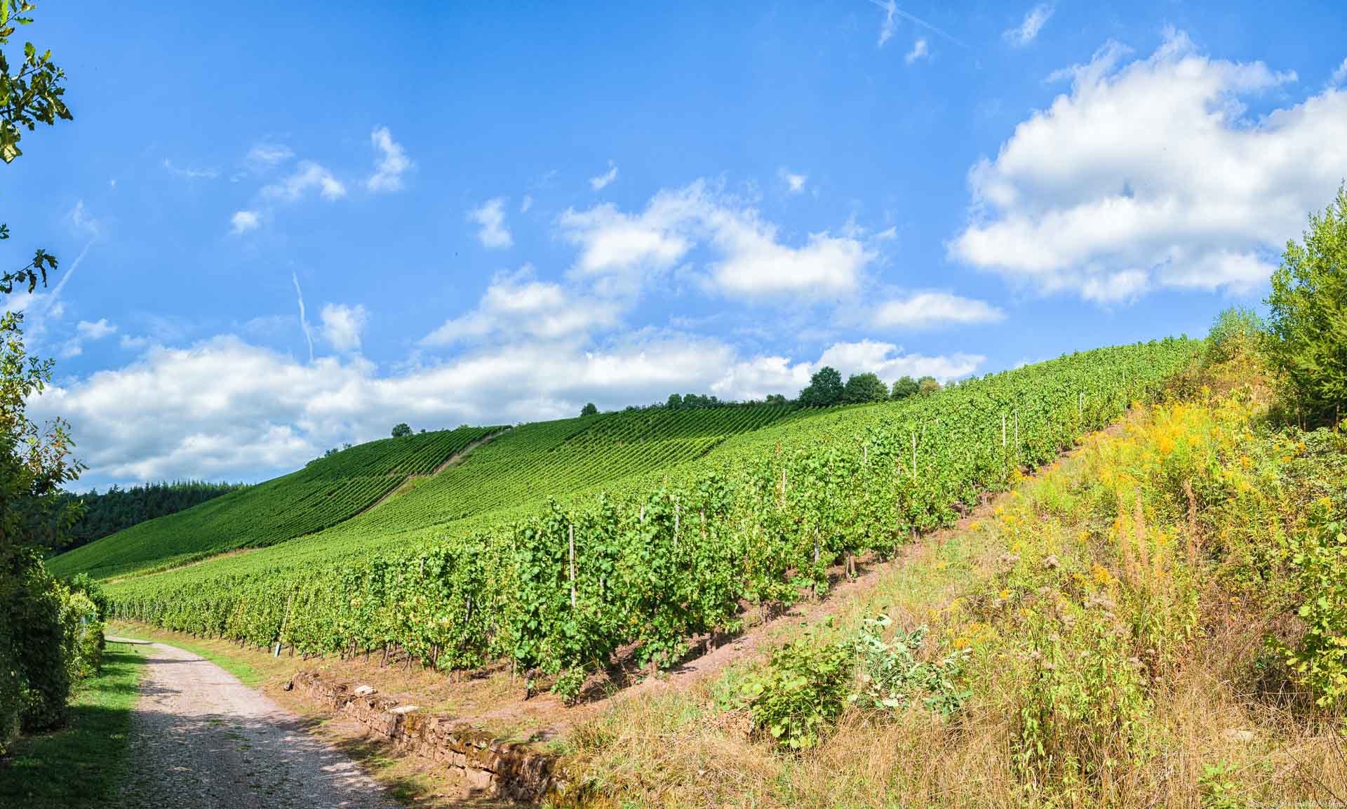 Der Weinberg Wawerner Goldberg an der Saar wölbt sich empor