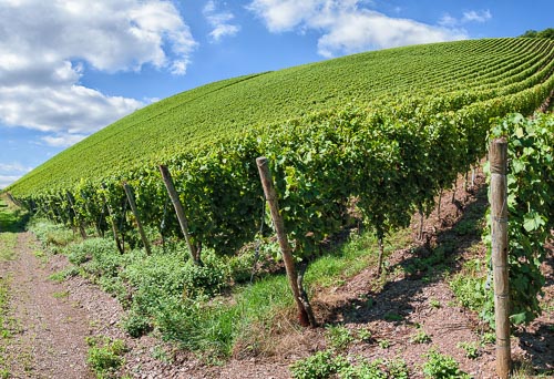 Die Rebzeilen des Weinbergs Kanzemer Altenberg ziehen sich scheinbar unendlich in die Höhe.
