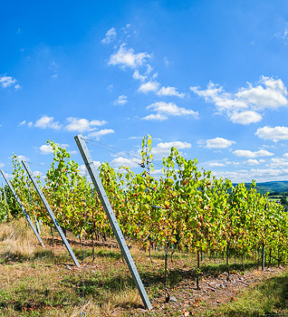 Diese Reben wirken schon leicht herbstlich. Bald werden die Trauben gelesen, um daraus Wein herzustellen.