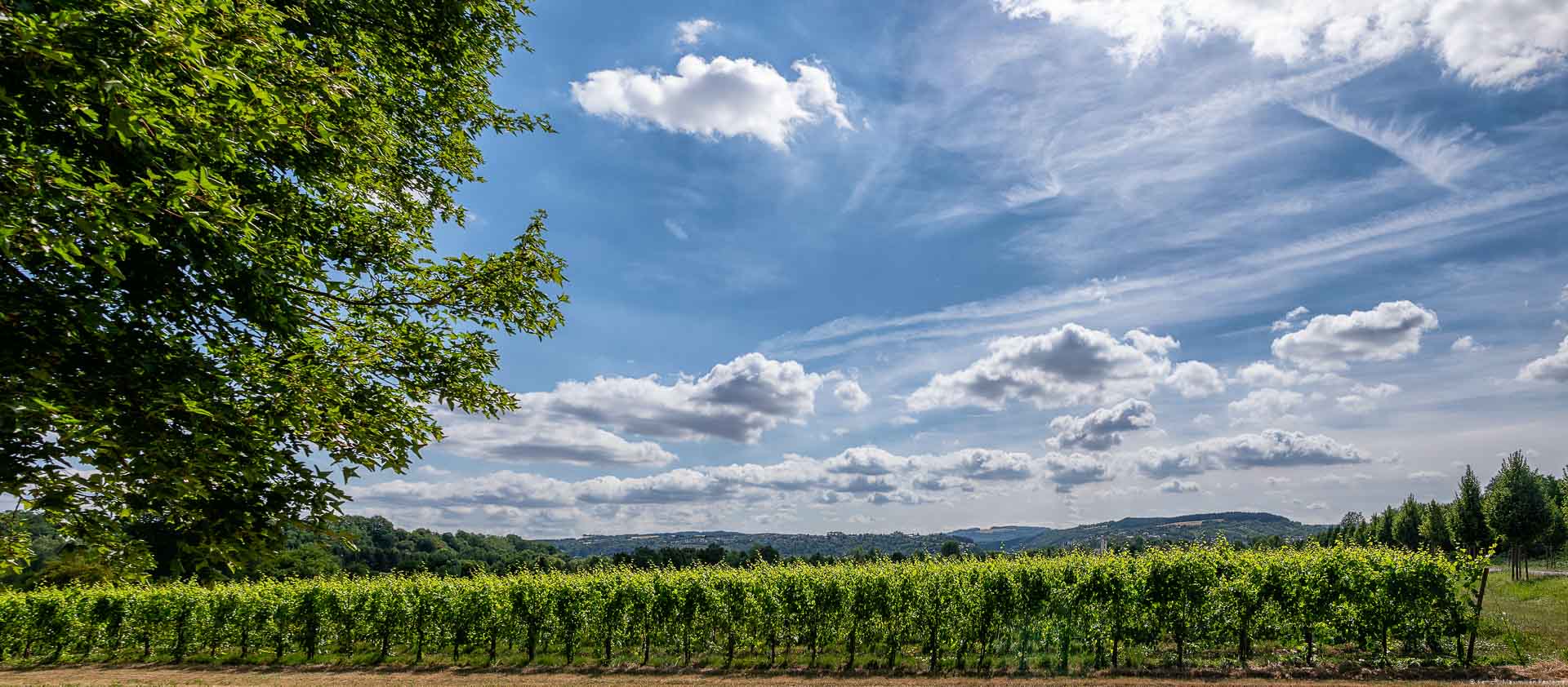 Weinberg und Himmel mit Wolken an Obermosel