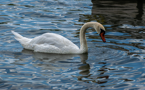 Weißer Schwan schwimmt auf Mosel