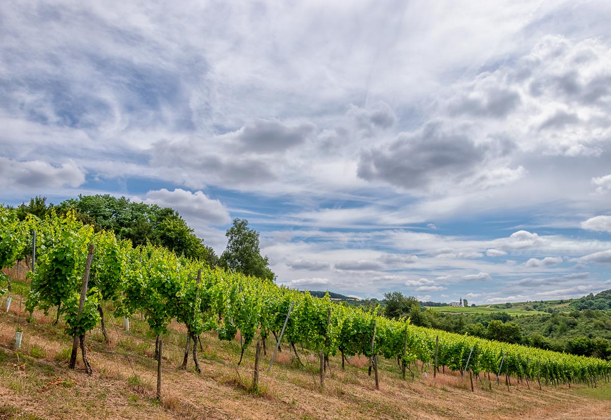 Weinberg Nitteler Blümchen im Vordergrund und Wälder sowie kleine Kapelle Wolken im Hintergrund
