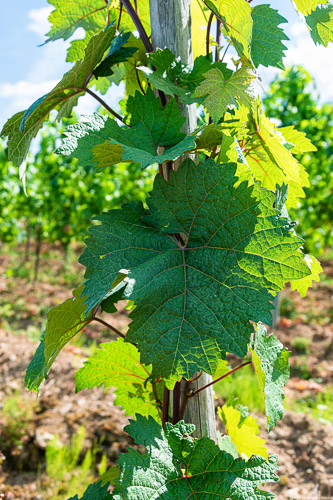 Weinblatt