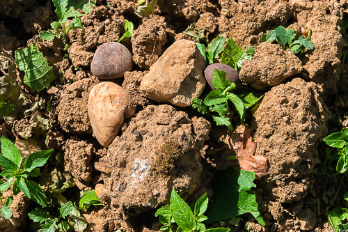 Muschelkalk und Gesteine im Weinberg