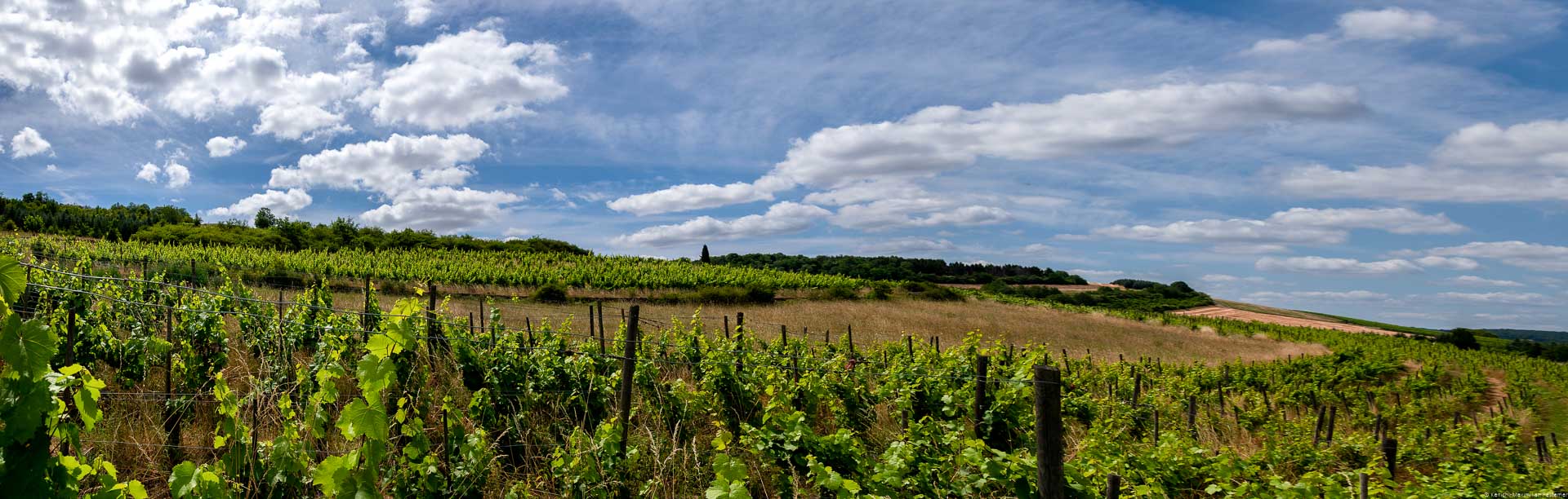 Vorne erkennt man die Reben des Weingartens Temmels St. Georgshof. In der Mitte des Bildes erkennt man Wiese und einige Bäume. Am blauen Himmel sind einige Wolken.