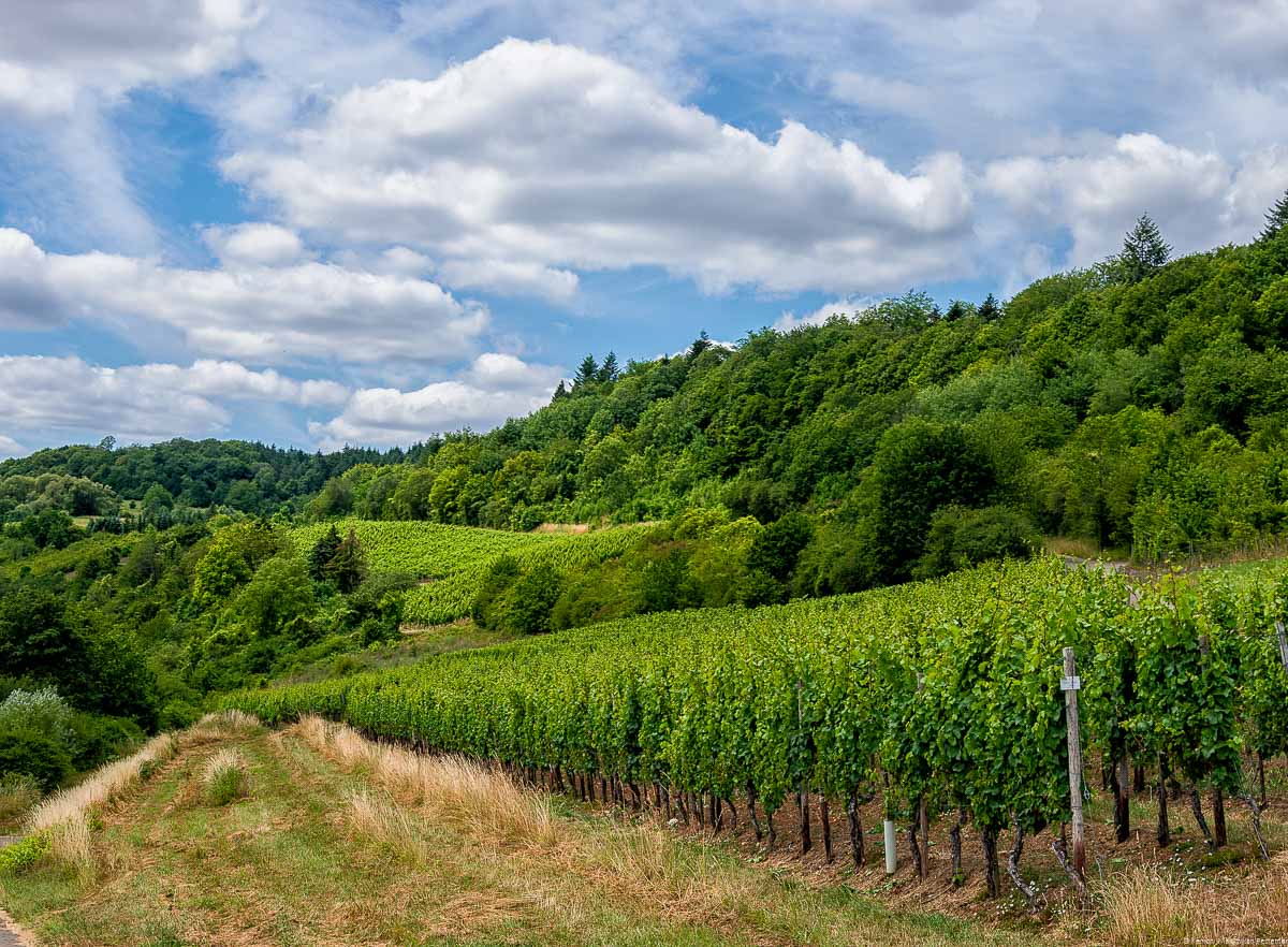 Weinberg mit Reben und bewölktem Himmel