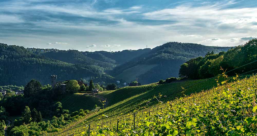 Am Ende des Weingartens Serriger Schloß Saarsteiner Schloßberg erkennt man einen Turm. Dahinter befinden sich bewaldete Hügel. Der Himmel ist leicht bewölkt und blau.