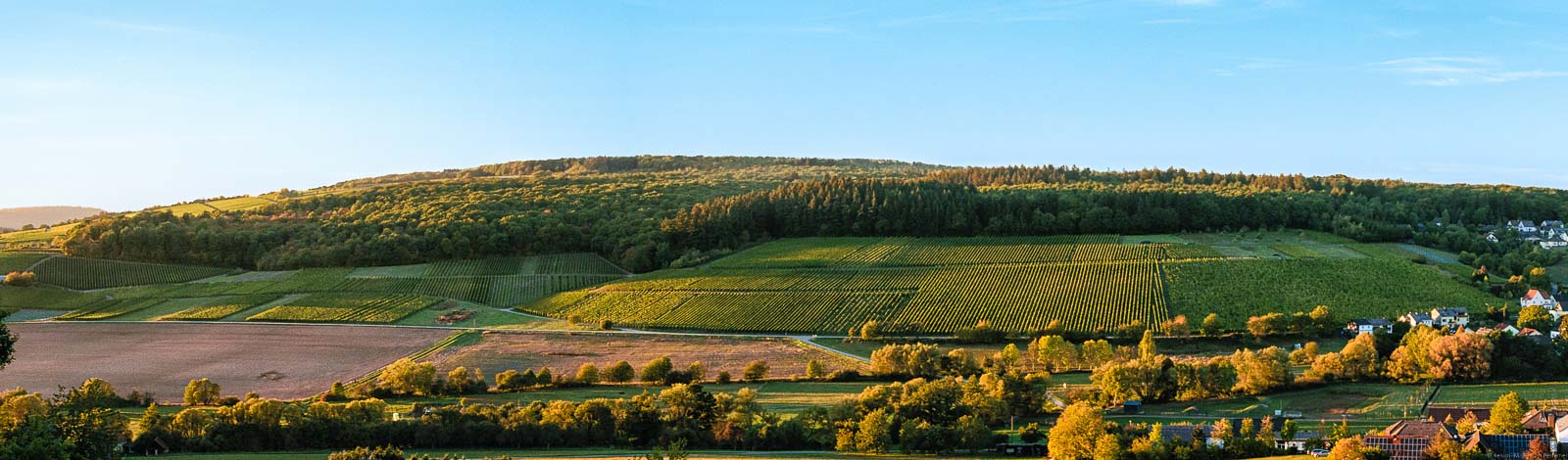 Vorne sind Wiesen und Bäume. Dahinter ist der Weinberg Oberemmeler Rosenberg und damit auch den Wiltinger Rosenberg. Oben sieht man den blauen Himmel.