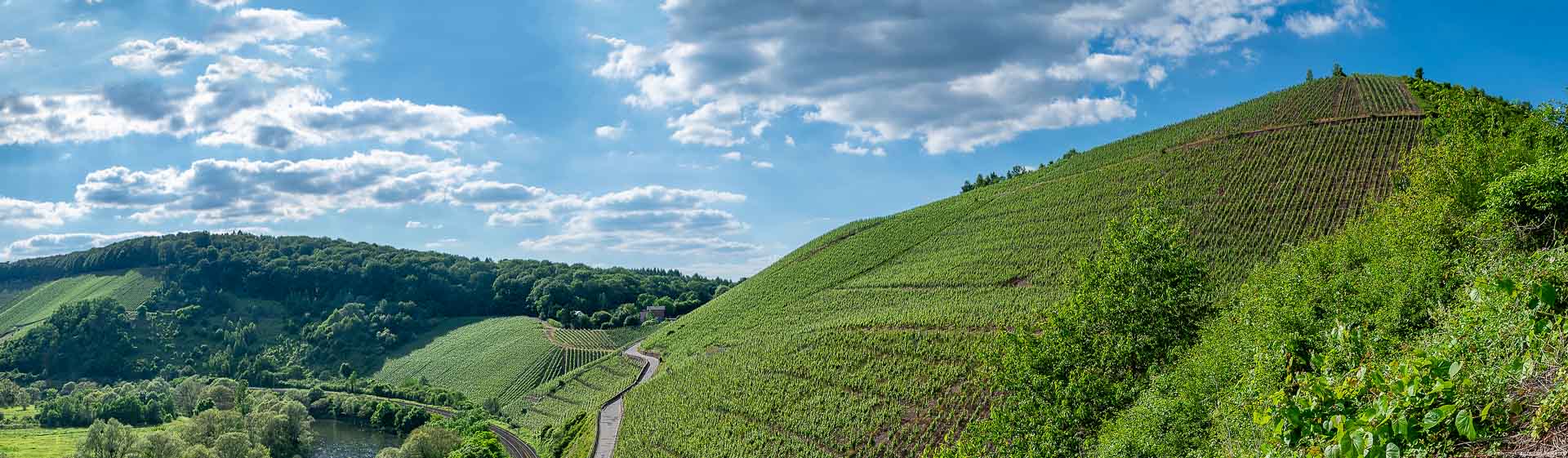 Am oberen Ende des steilen Hanges der Wiltinger Kupp am rechten Ufer des Flusses Saar beginnt der Weinberg "Auf der Wiltinger Kupp".