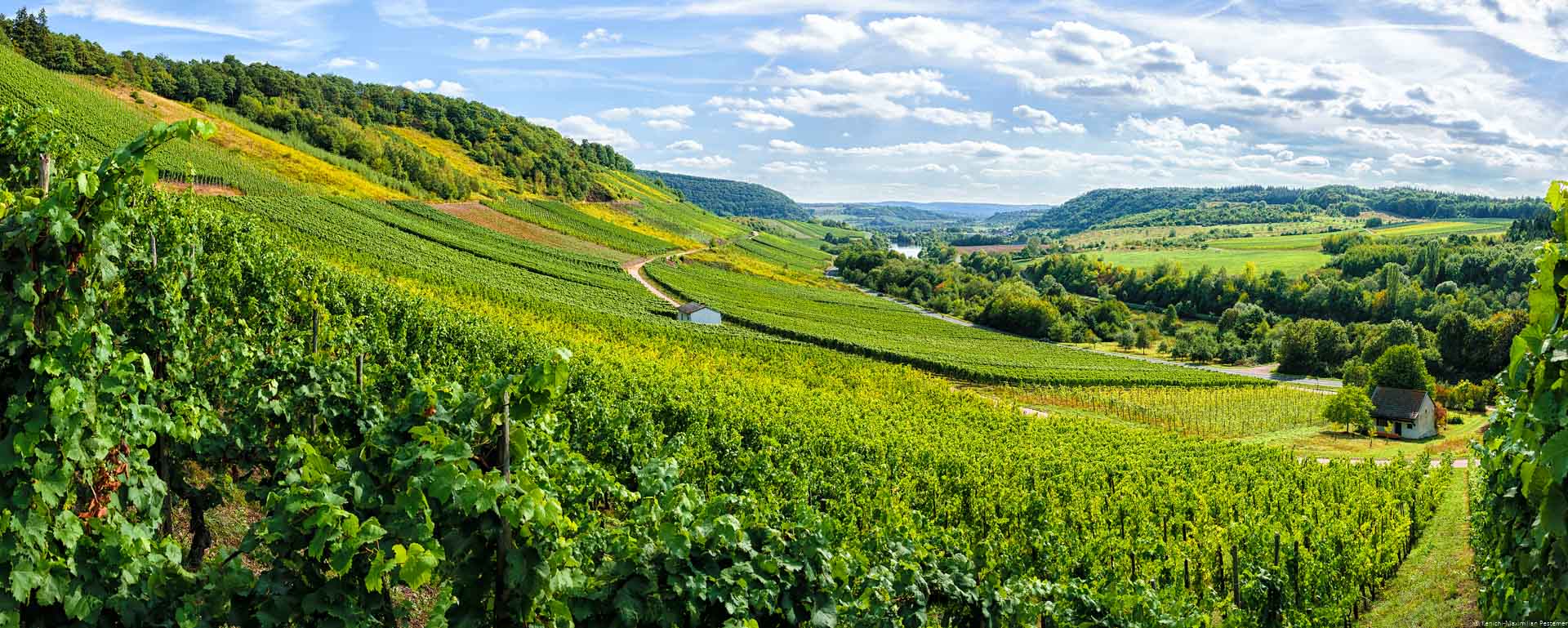 Man blickt auf einen Weinberg im Sommer. Oben ist ein bewölkter Himmel.
