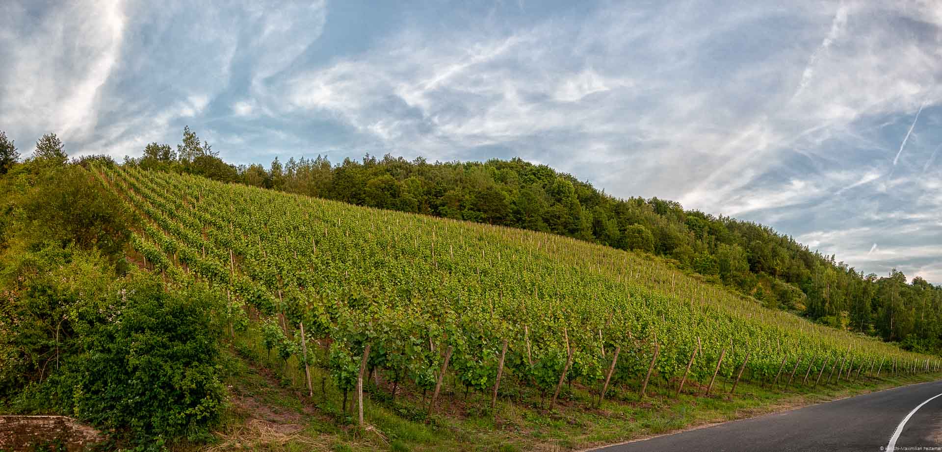 Steiler Weinberg Karthäuser Klosterberg umgeben von Wald; blauer Himmel mit Wolken
