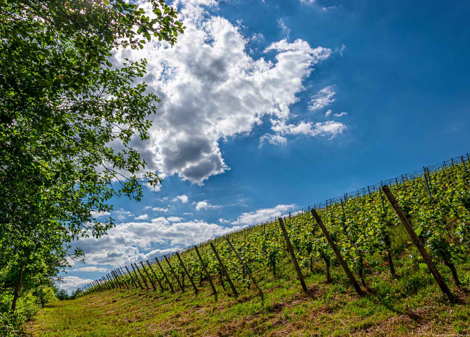Auf der rechten Seite liegt der Weinberg Oberemmeler Hütte. Links ist ein Baum. Oben sind Wolken.