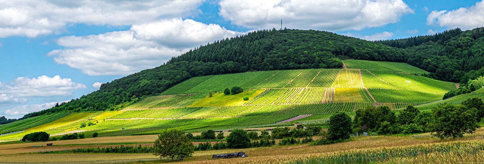 Vorne sind Wiesen. In der Mitte ist der Weinberg Oberemmeler Karlsberg. Oben ist der Himmel.