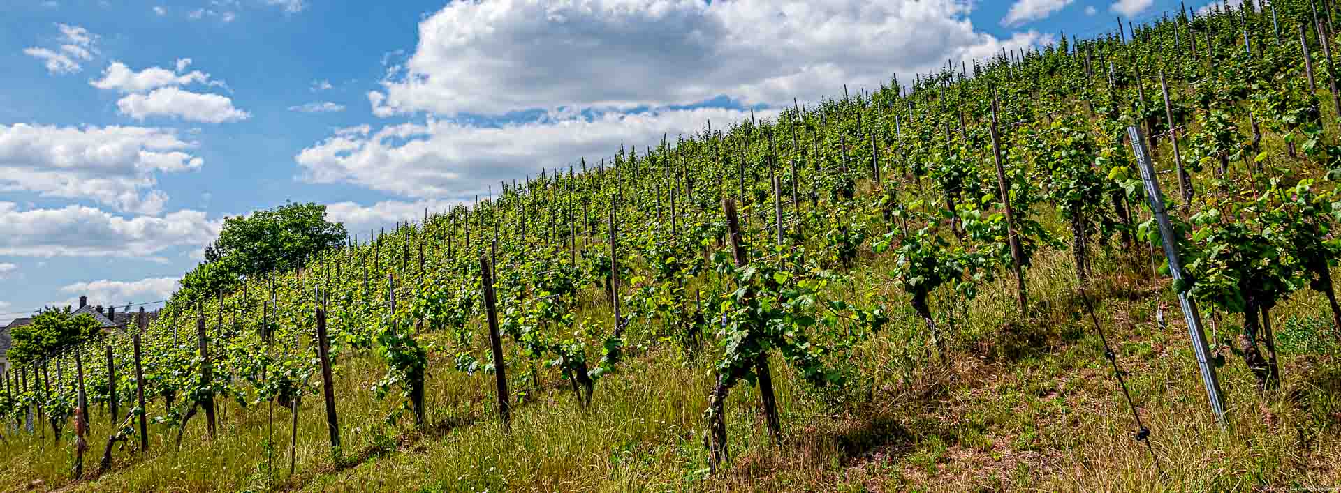 Weinberg Oberemmeler Raul im Vordergrund. Oben Himmel mit Wolken.