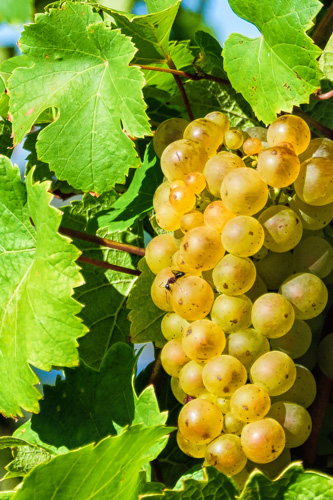 goldene Trauben von Blätter umgeben