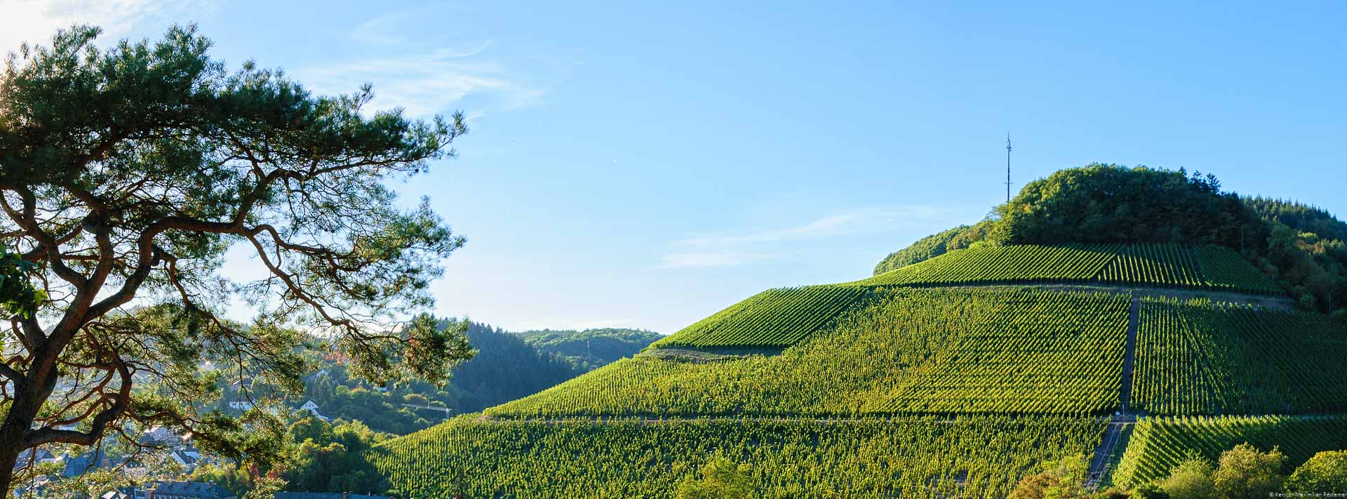 Links ist eine alte Fichte. Der Weinberg Saarburger Rausch ist in der Mitte und Rechts. Links sind einige Häuser. Der Himmel ist blau mit einigen Wolken über der Stadt Saarburg.