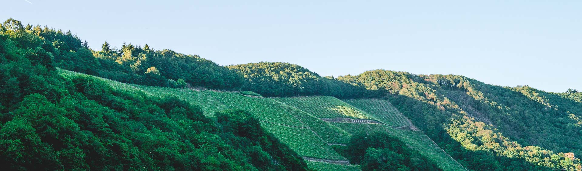 Der steiler Weinberg Serriger Würzberg ist umgeben von Wäldern am Hang. Der Himmel ist blau.