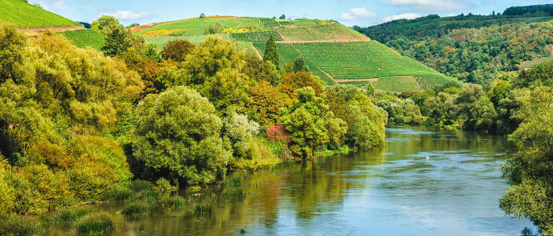 Von der Kanzemer Brücke hat man einen schönen Blick auf die Weinberge. Man erkennt den Steilhang Wiltinger Braune Kupp am Ende des Flusses Saar in der Mitte des Bildes. Am Ufer der Saar befinden sich Bäume.