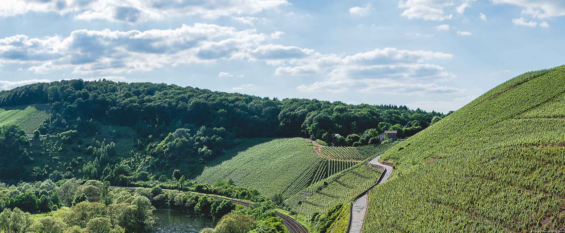 Der Weinberg Wiltinger Kupp ist ein alter Steilhang direkt an der Saar.