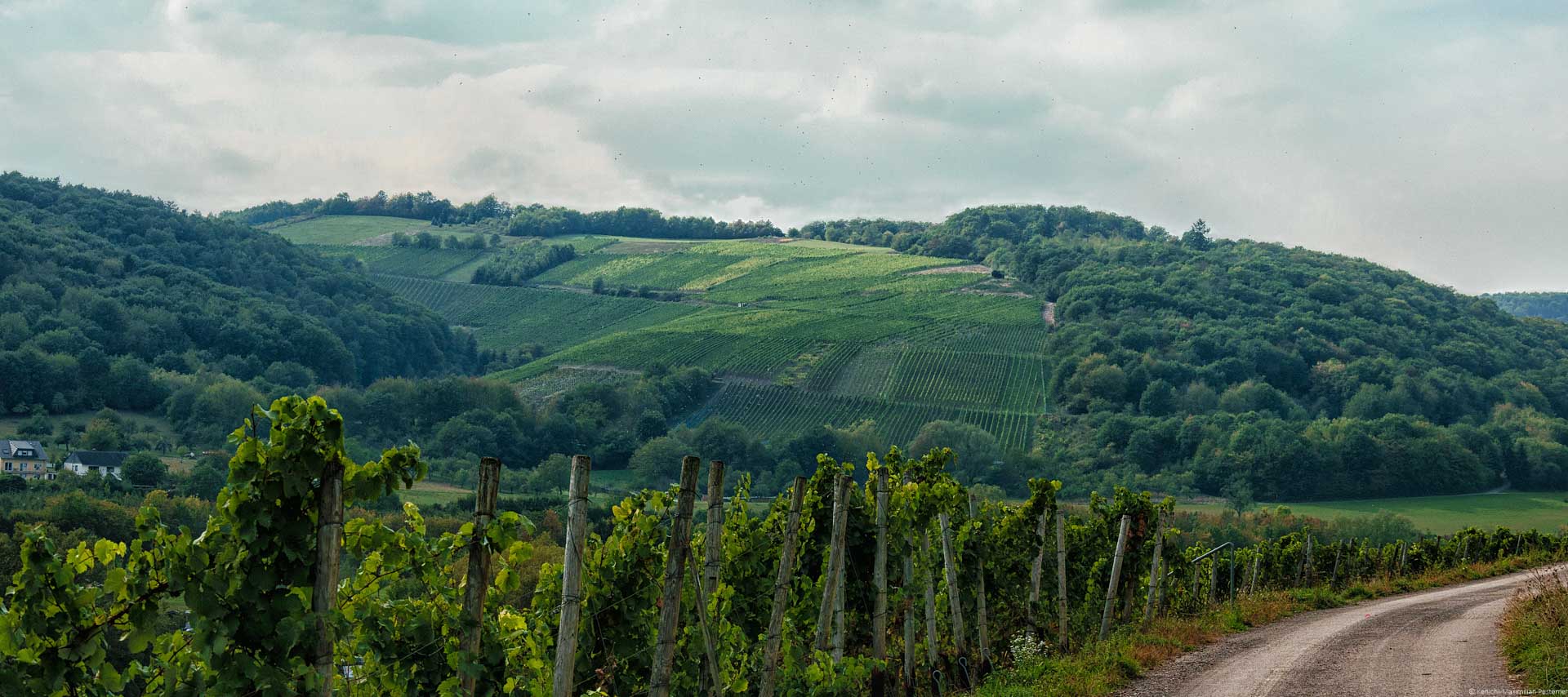 Der Weinberg Scheidterberg Kupp befindet sich in den oberen Parzellen des Bildes. Vorne im Bild verläuft ein Weg.
