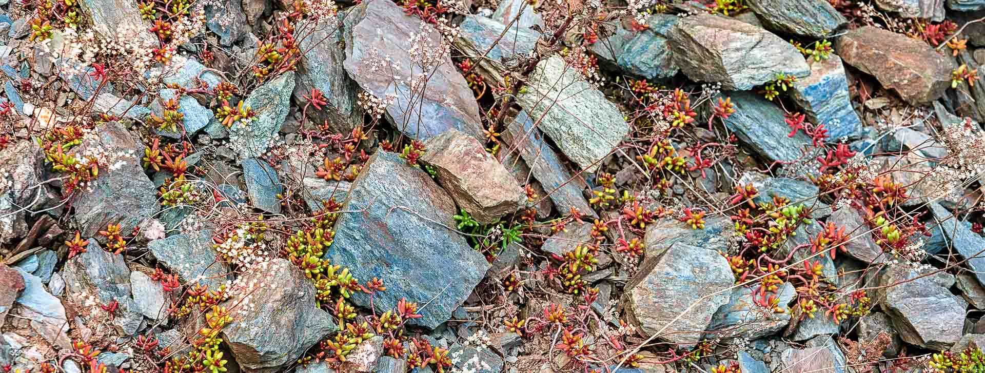 Dies ist eine sehr bunte Schiefer-Zusammensetzung von der Trittenheimer Apotheke an der Mittelmosel.